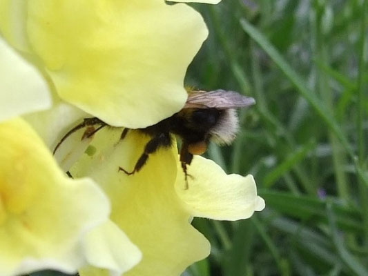 Hummeln im Siedlungsbereich - hummel-pflanze-menschs Webseite!