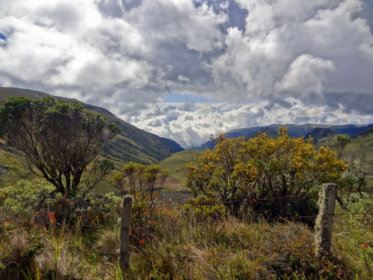 Paramo- Landschaft am Nevado del Ruiz - foto by chapoleratours