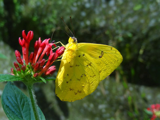 im Biopark Bonita Farm Pereira - foto by chapoleratours