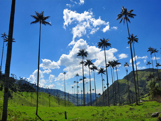 Wachspalmen im Valle del Cocora