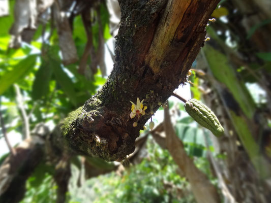 Entdeckt am Wegesrand; eine Kakaoblüte