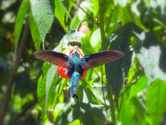 Ein Kolibri beim Nektar-Schlecken