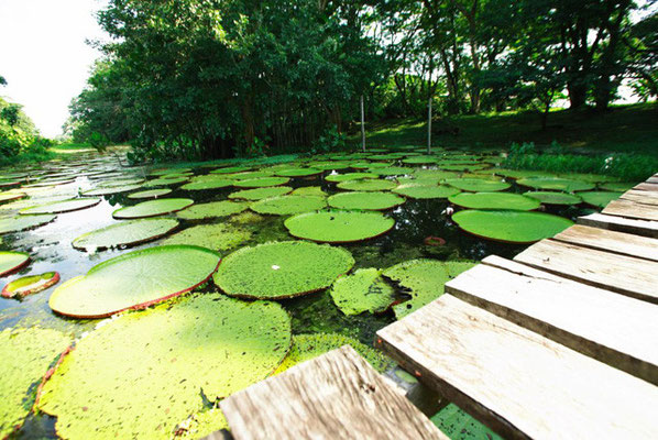 Victoria Regia - die größte Lotosart der Welt 