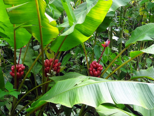 Rote Bananen auf dem Rundweg durch die Bonita Farm