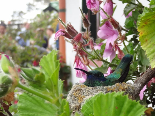 Ein Kolibri-Nest auf der Bergfinca La Montaña