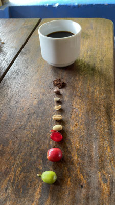 Die einzelnen Phasen des Kaffees