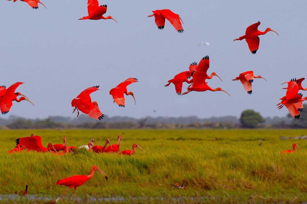 Roter Ibis (Scharlachsichler)