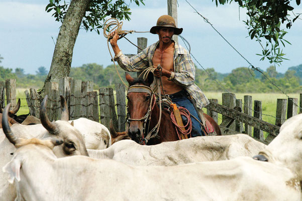 Ein Llanero-Cowboy in seinem Element