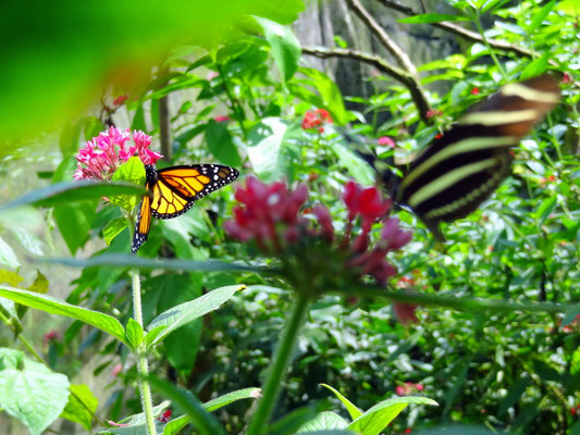 Im Biopark Bonita Farm Pereira - foto by chapoleratours