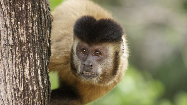 Mico-Äffchen bei Leticia - Amazonas