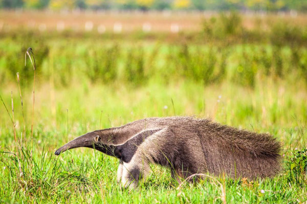 Ameisenbär