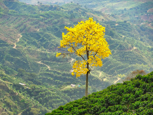 Guayacan-Baum und im Hintergrund Kaffeeplantagen an steilen Berghängen