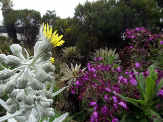 Paramo- Landschaft am Nevado del Ruiz - foto by chapoleratours