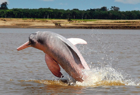 Rosa Delfin im Amazonas