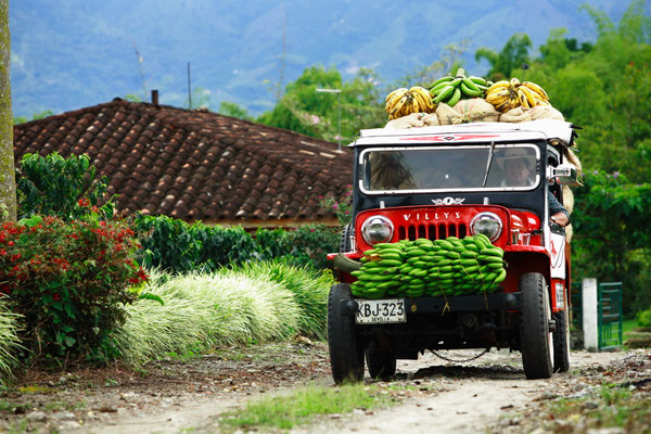 Der Willys-Jeep, das typische Transportmittel in der Kaffeezone  