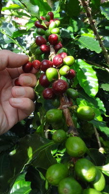 Wir pflücken Kaffee - nur die Roten dürfen ins Körbchen ;)