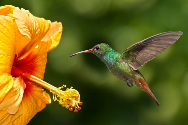 Kolibri an einer Hibiskusblüte