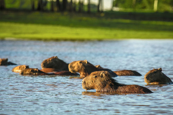 Capibaras
