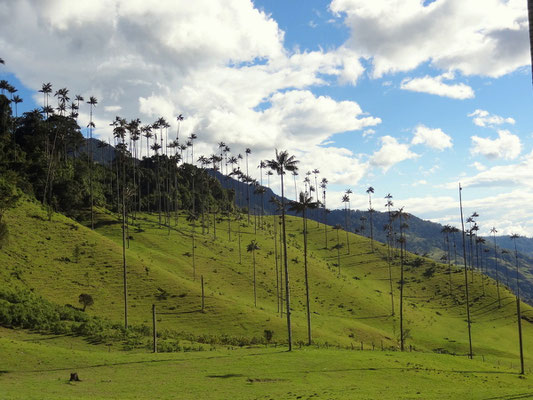 Wachspalmen im Valle del Cocora - foto by chapoleratours