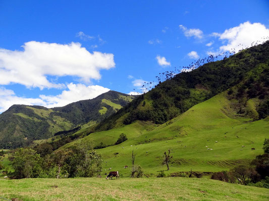 Im Valle del Cocora - foto by chapoleratours