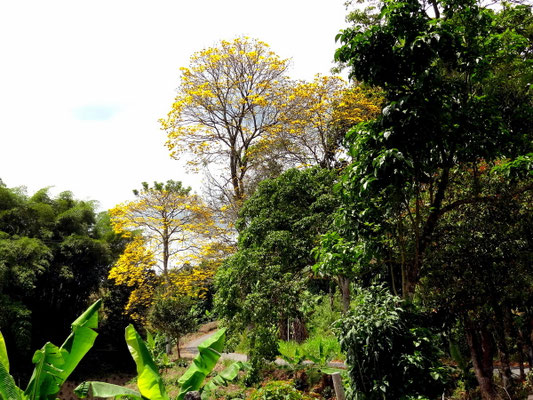 Region Risaralda - Zona Cafetera - Kolumbien - foto by chapoleratours