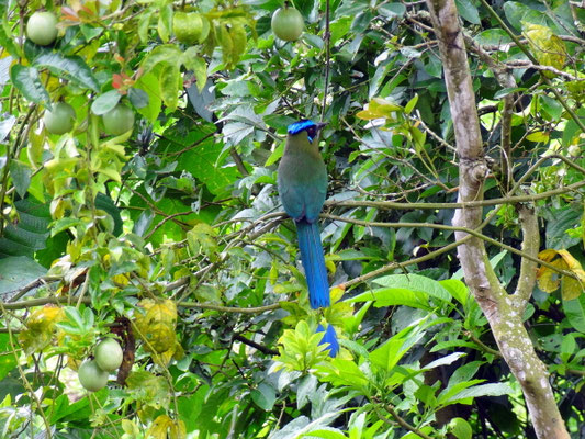 Ein Barranquero - emblematischer Vogel der Region