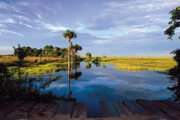 Typische Savannenlandschaft der Llanos