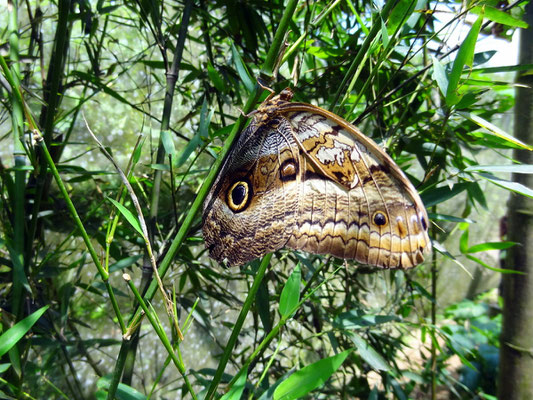 Eulenfalter - Biopark Bonita Farm Pereira - foto by chapoleratours