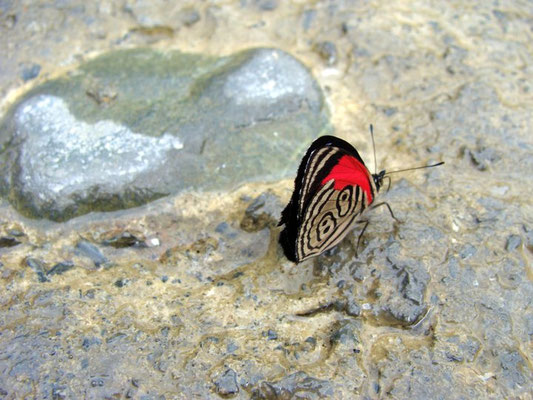 Mit etwas Glück auch zu sehen - Schmetterling mit "Startnummer 89"