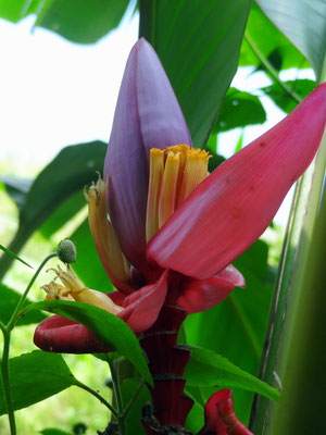 Eine Bananenblüte