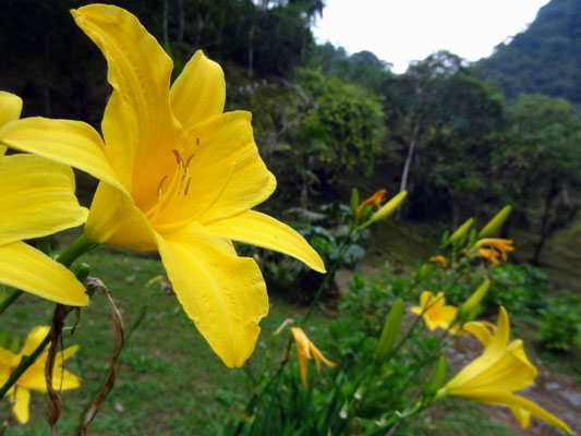 Die üppige Flora rund um Termales 