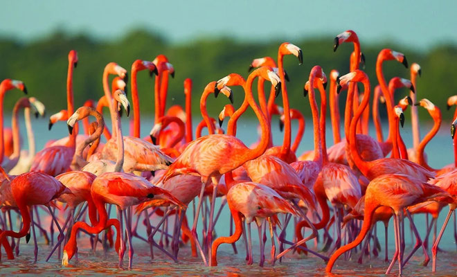 Flamingos im Naturreservat Los Flamencos | La Guajira 