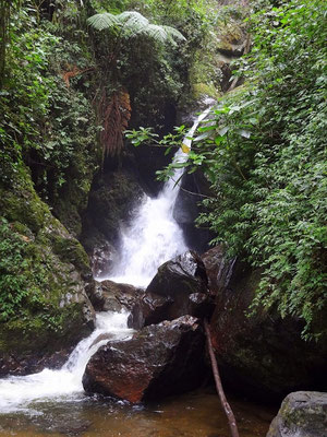 Wasserfall im Nebelwald - Valle del Cocora - foto by chapoleratours