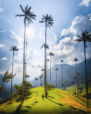 Wachspalmen im Valle de Cocora 
