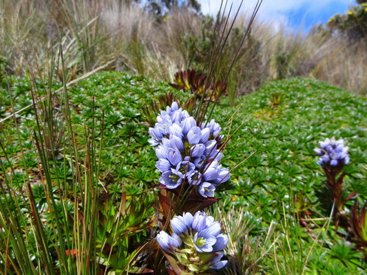 Paramo- Landschaft am Nevado del Ruiz - foto by chapoleratours