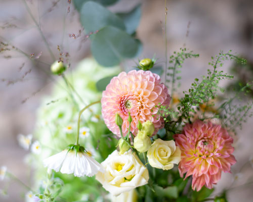dahlias détails fleurs