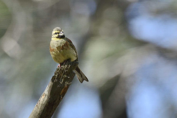 Serin cini