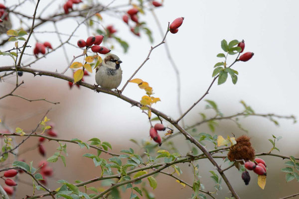 Moineau domestique