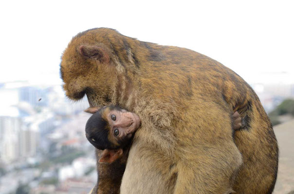 Macaques : ils vivent en liberté à Gibraltar