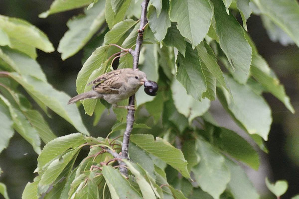 Moineau domestique