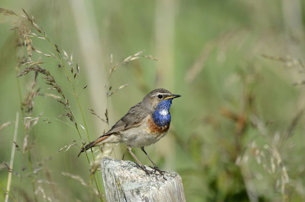 Gorgebleue à miroir