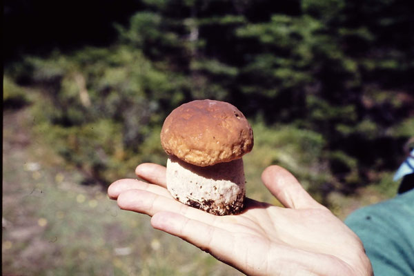 und hier ein Steinpilz