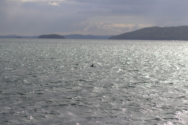 bon ok le dauphin est loin mais j'aime bien la couleur de l'eau !