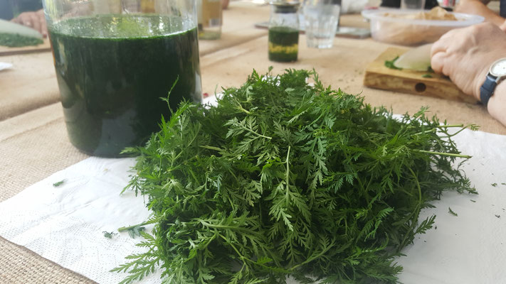 Artemisia Annua Ernte  Pflanzen und Saatgut abzugeben