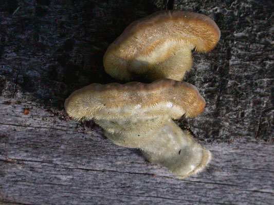 Trametes hirsuta - Ruig elfenbankje