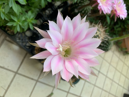 サボテン 美女丸hyb カキコ2個