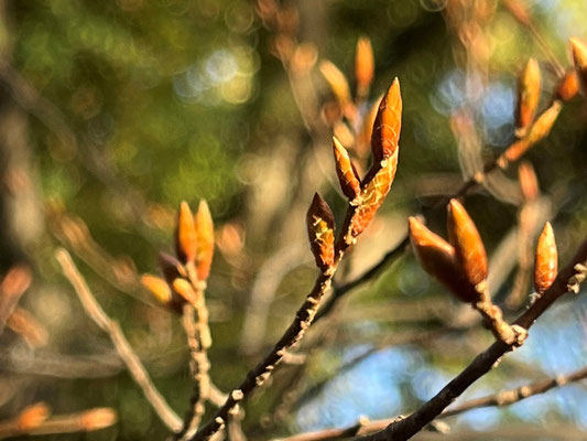 多数の芽鱗に包まれたアカシデの冬芽。