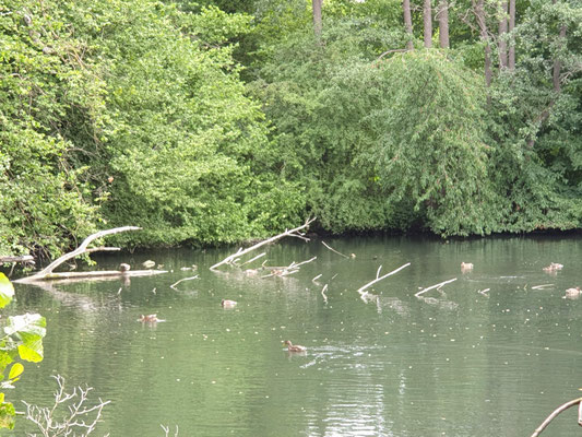 Ansicht des Weiher