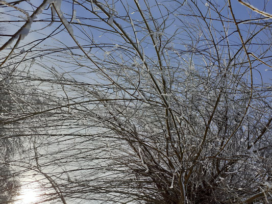Altitude 445 - La Chouette s'amuse - Wintermorgen
