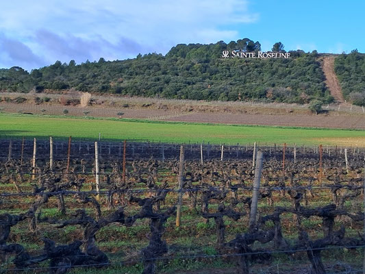 Les vignes du Château Sainte Roseline